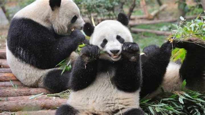 Are pandas vegan?