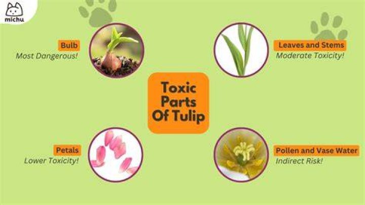 Are tulips poisonous to cats?