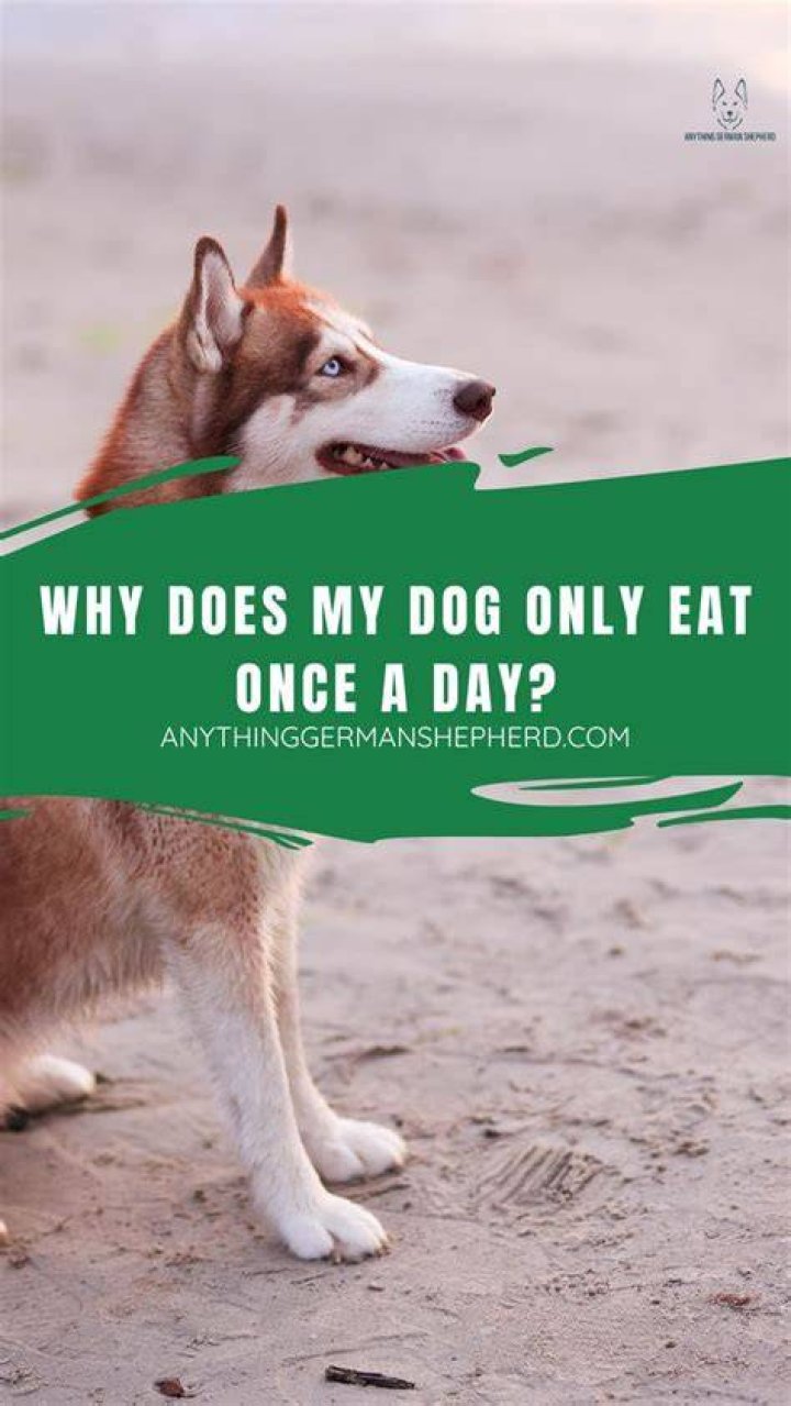 Can a dog go out once a day?