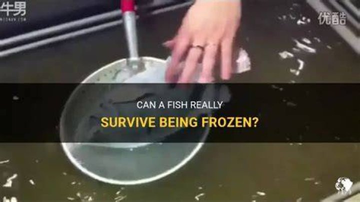 Can a fish survive being frozen?