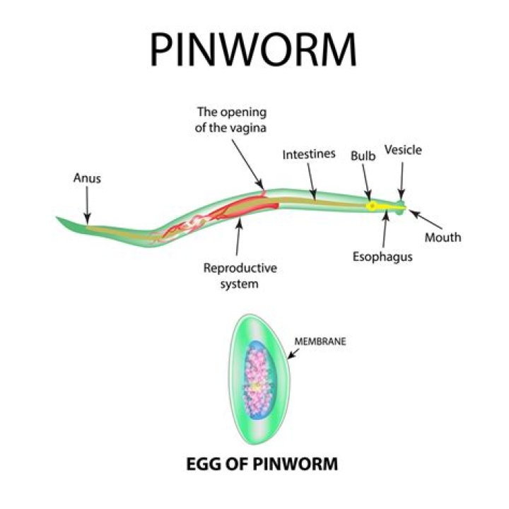 Can pinworms be in your mouth?