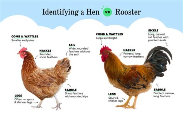 Can you have a rooster with hens?