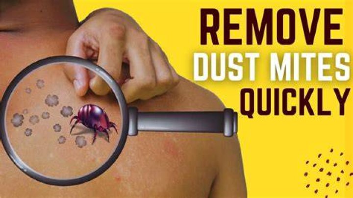 Do dust mites crawl on you?