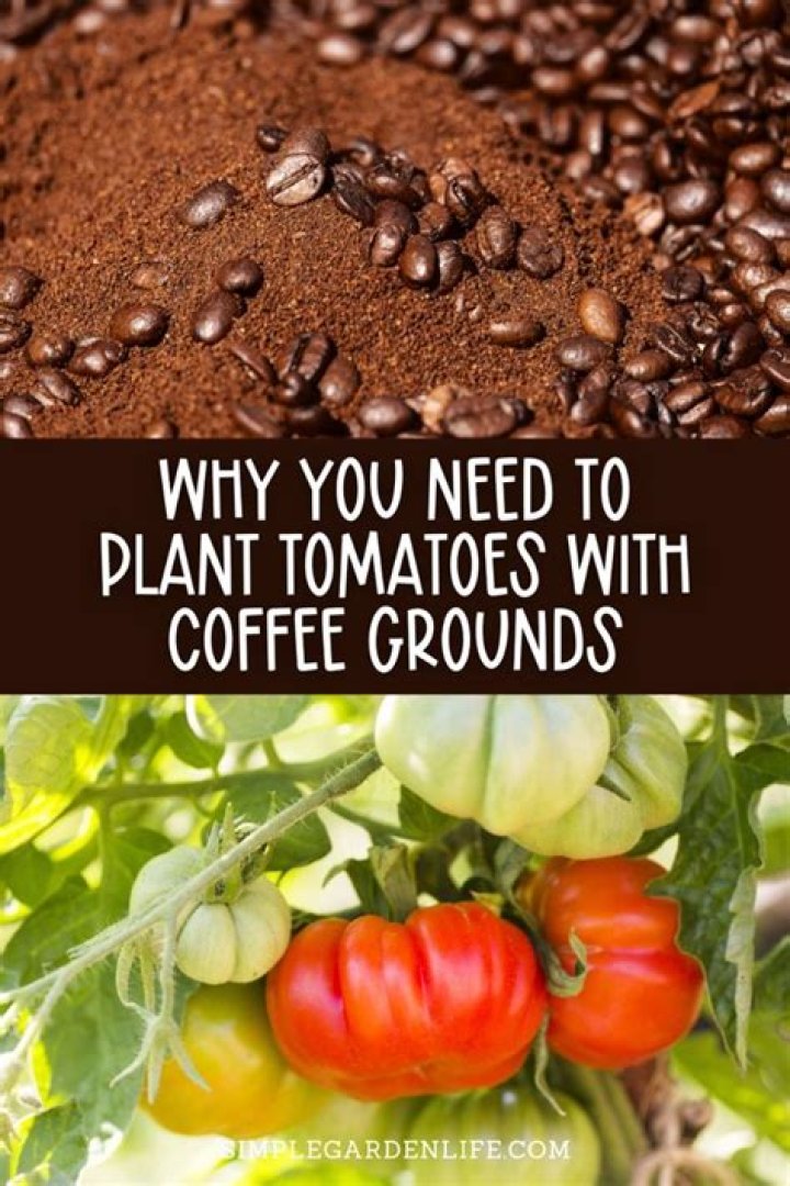 Do tomatoes like used coffee grounds?