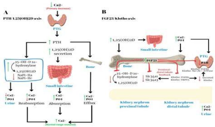 Does magnesium fight infection?