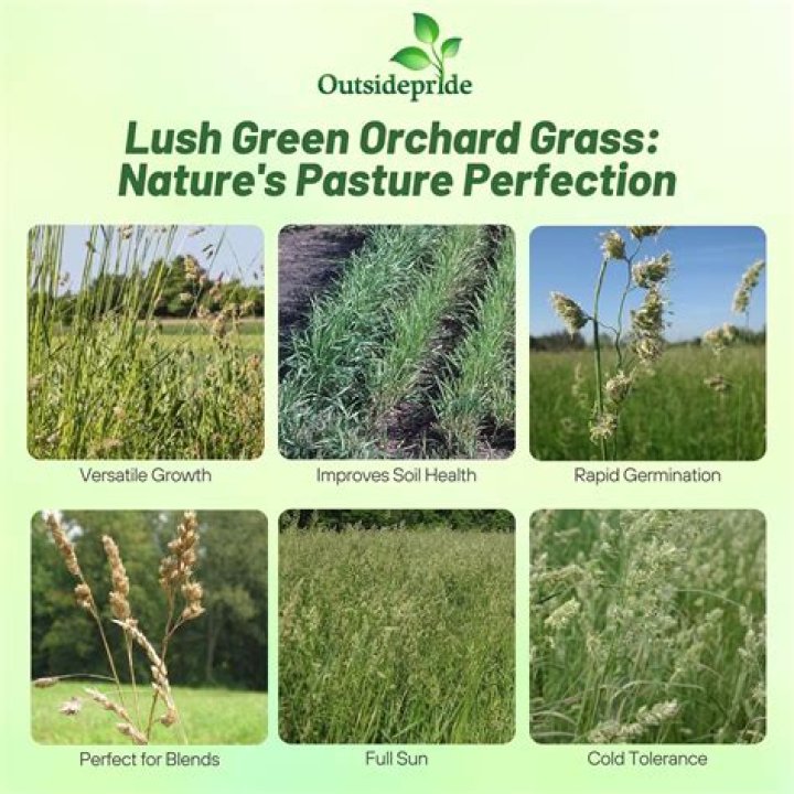 Does orchard grass make good hay?