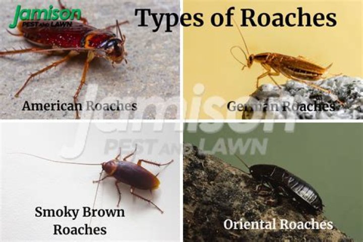 How do I know what kind of roaches I have?