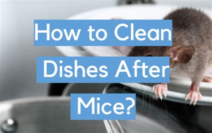 How do you sanitize dishes after mice?