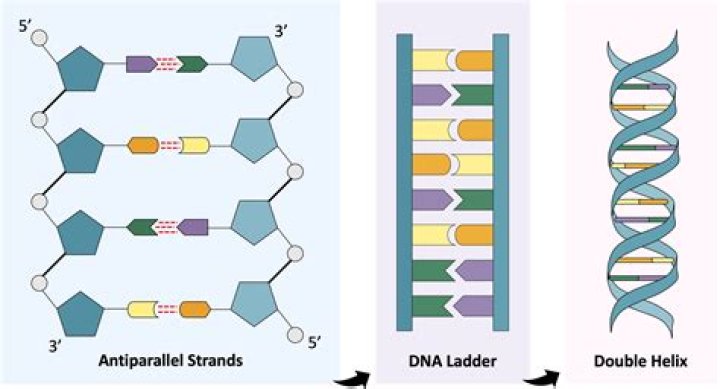 How far would your DNA go if you laid it out end to end?