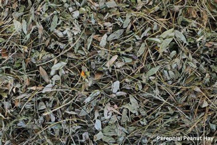Is peanut hay good for horses?