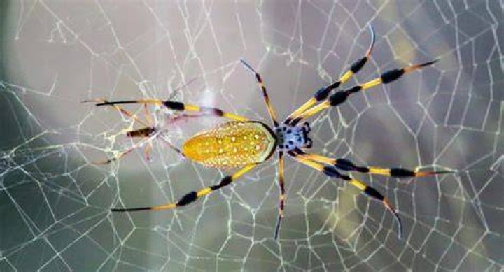 Is there a banana spider?