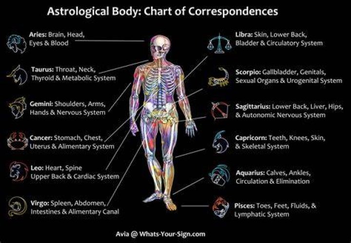 What body part is only found on humans?