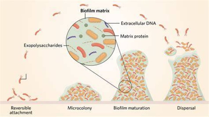 What is a biofilm and what role does it play in disease?