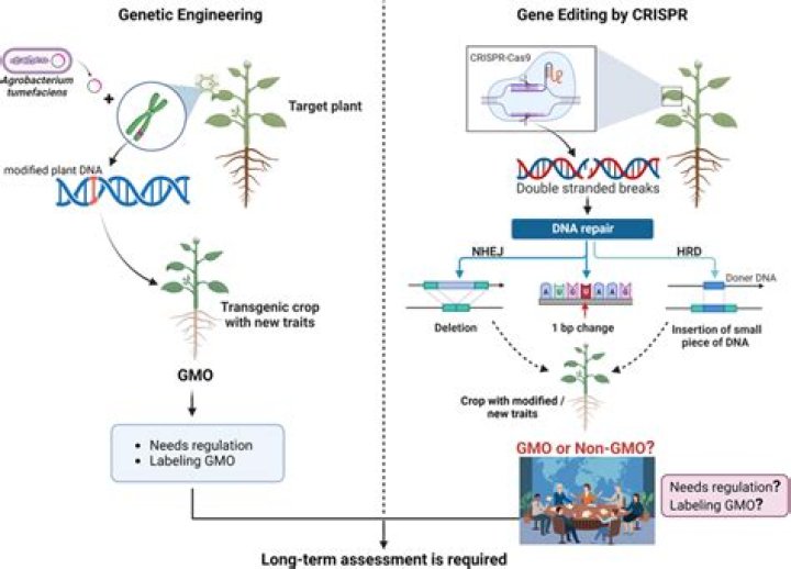 What is the difference between genetic engineering and CRISPR?