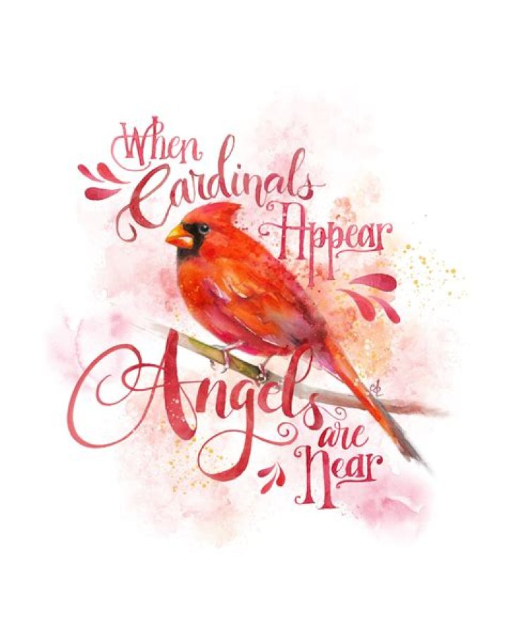 What is the saying about cardinals and angels?