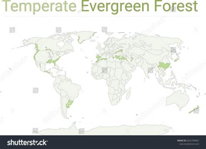 Where are temperate evergreen forests found?