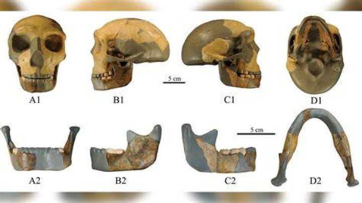 Where was the skull of early man found in East Africa?