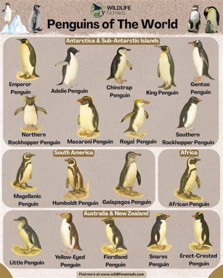 Which Penguin is the most aggressive?