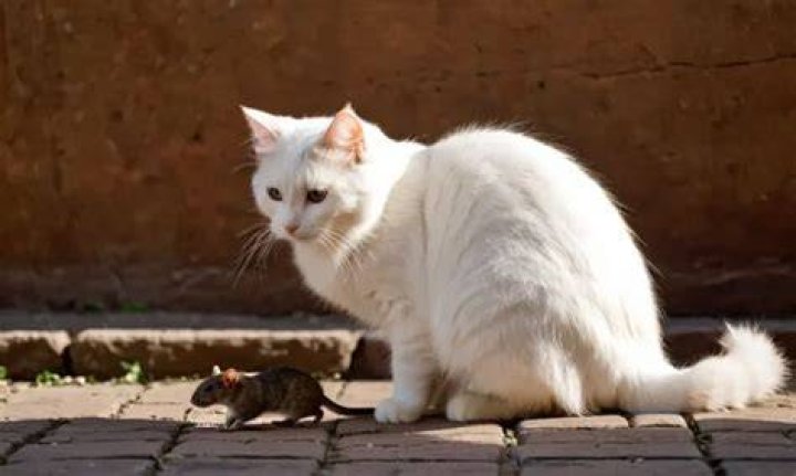 Why are rats scared of cats?