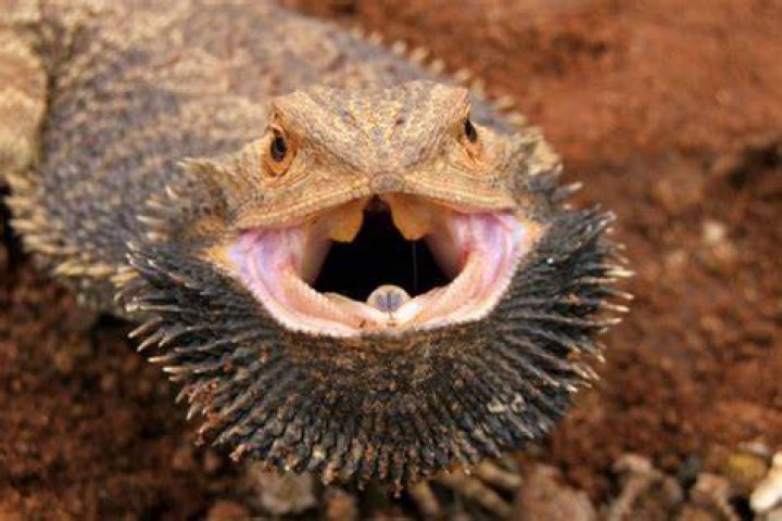 Why do bearded dragons fill themselves with air?