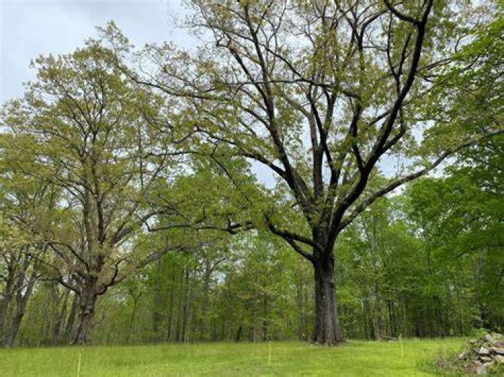 Why do the Earthseed community members plant oak trees at the end of the novel?