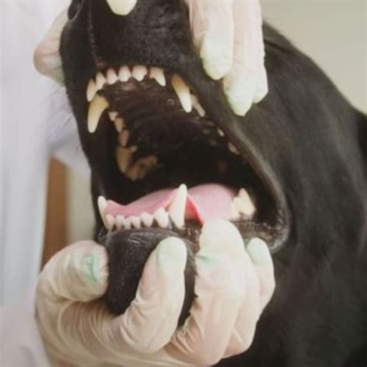 Why does my dog keep opening and closing his mouth?