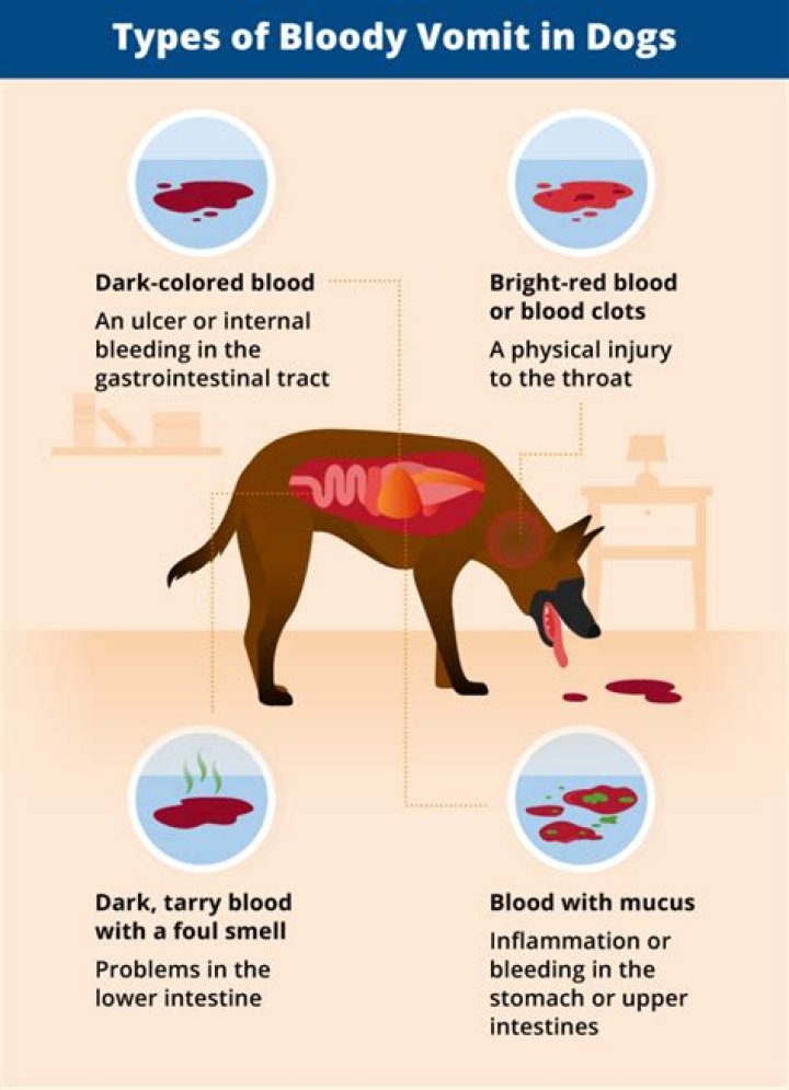 Why does my dog throw his body into me?