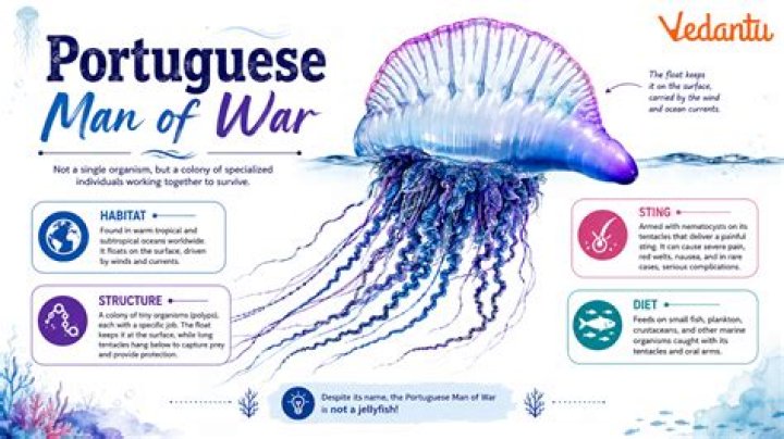 Why does Santiago hate the Portuguese Man of War?