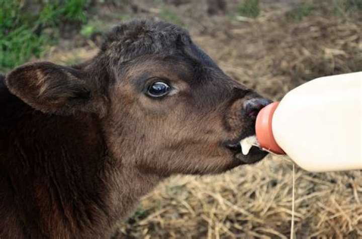 Why is my bottle calf shaking?
