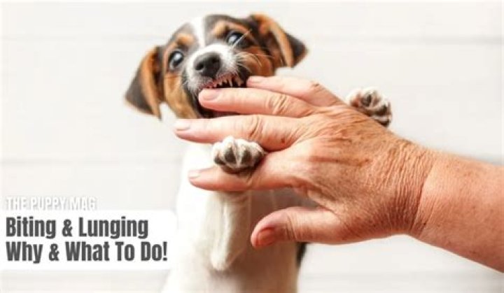 Why is my puppy lunging and biting me?