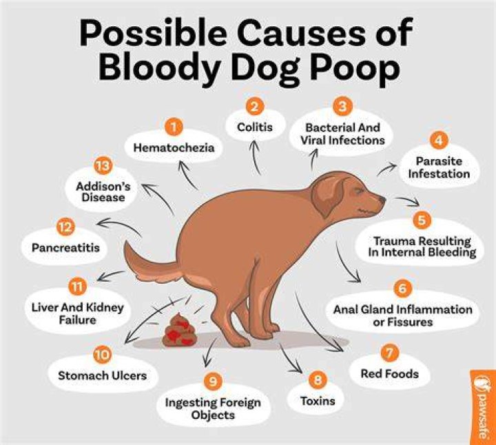 Will blood in dog stool go away on its own?