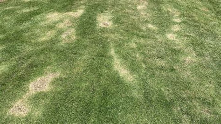 Will grass grow back after scalping?
